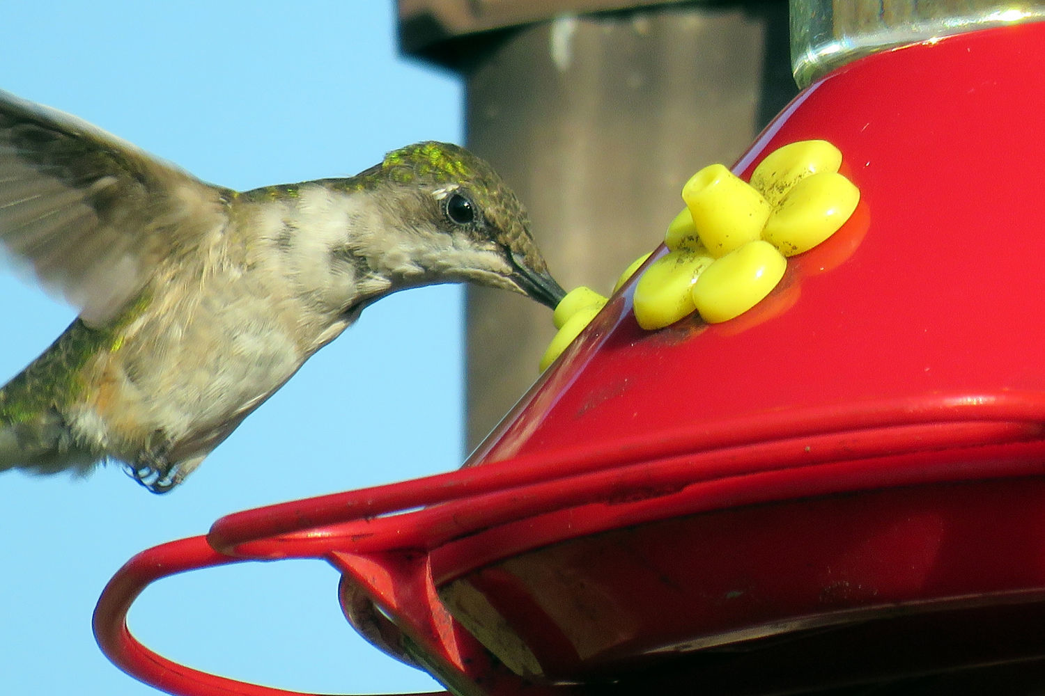 Hummingbird